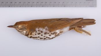 Media type: image;   Ornithology 100011